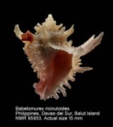Babelomurex ricinuloides